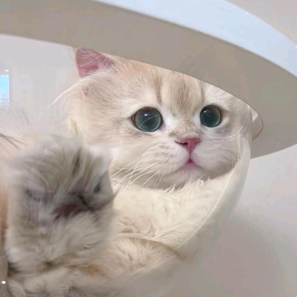 悲伤小猫