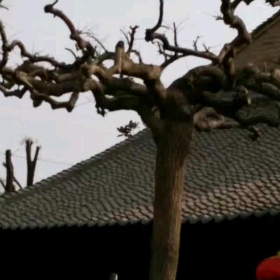 自由飞翔！