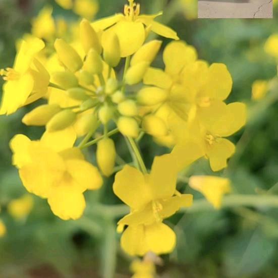 平安健康最重要