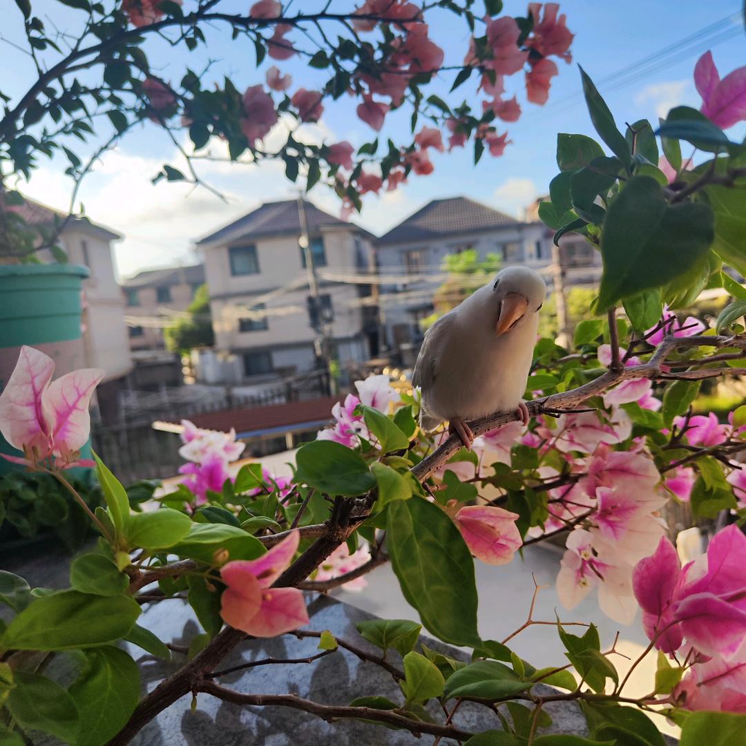 种棵糖葫芦树