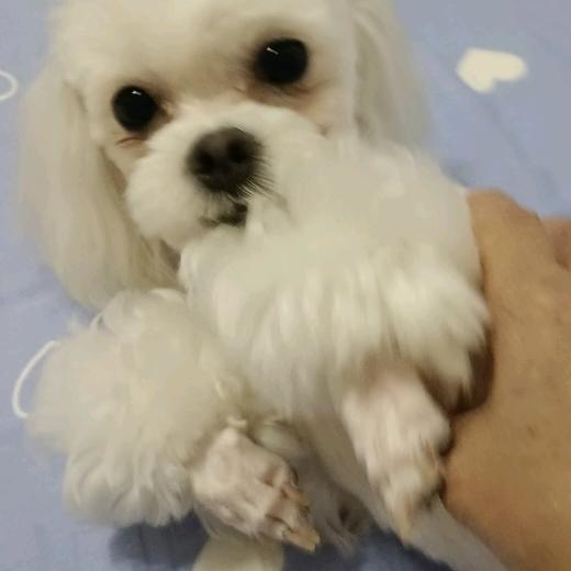 快乐的小鸡