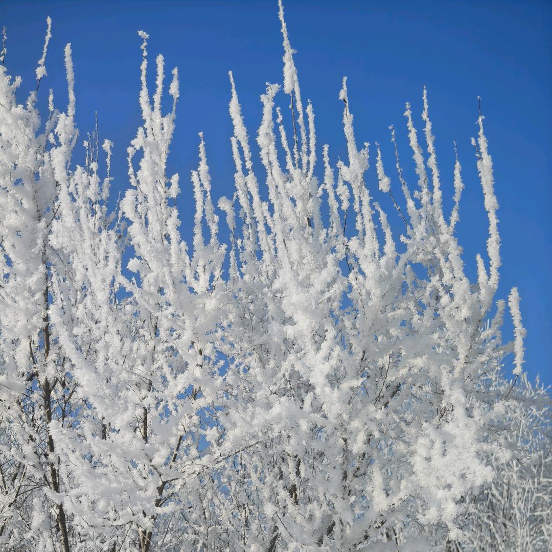 东北的雪
