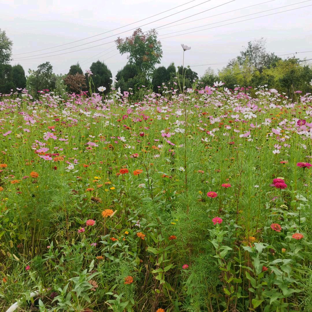 全家幸褔🐷陈倩倩🌹🌹🌹