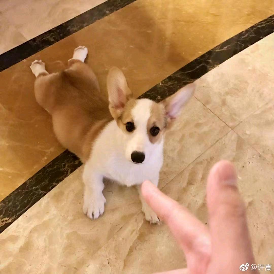 来福儿✔