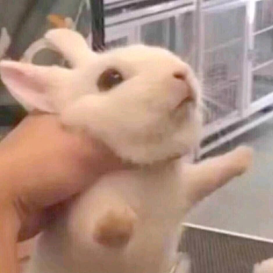 老兔子（三角洲行动）