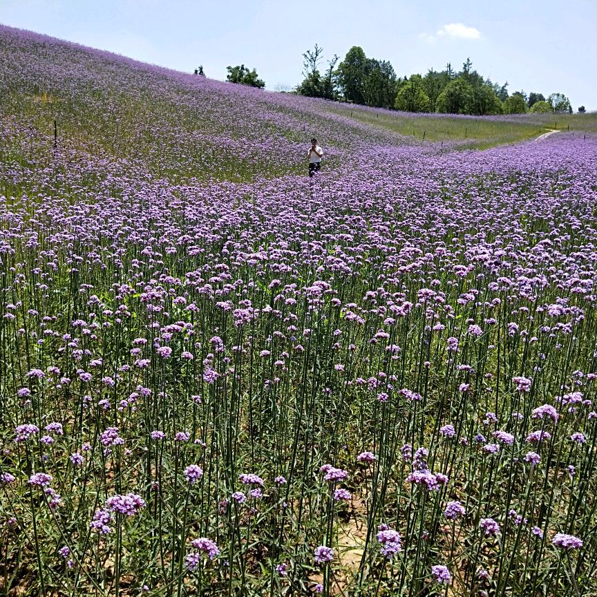 瓮安县山味菌汤馆