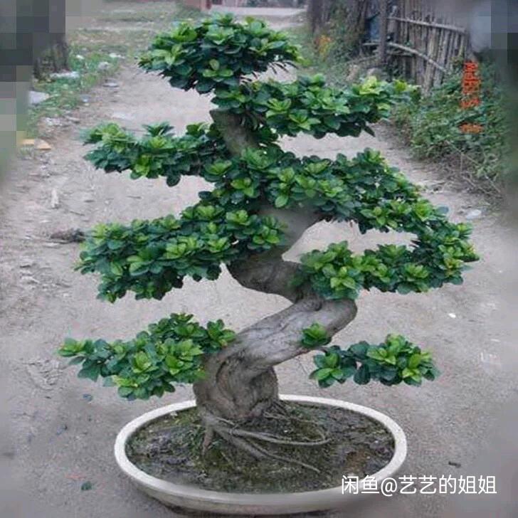 青春