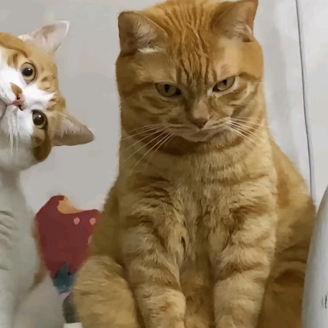 招财糯糯