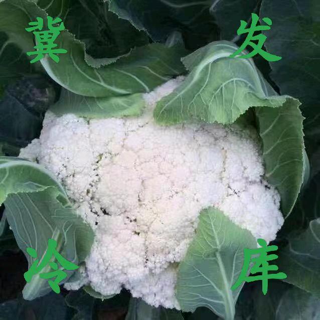 专业散花直供，