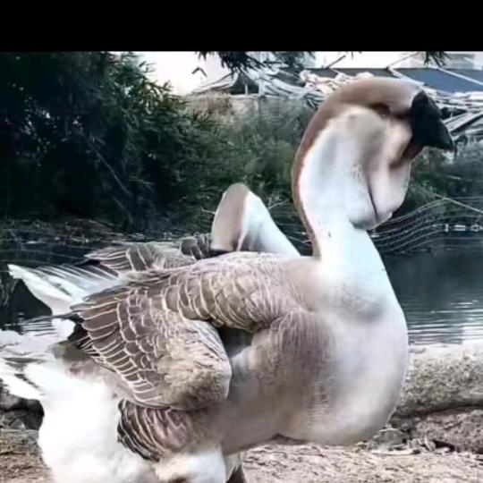 大江萌宠小铺