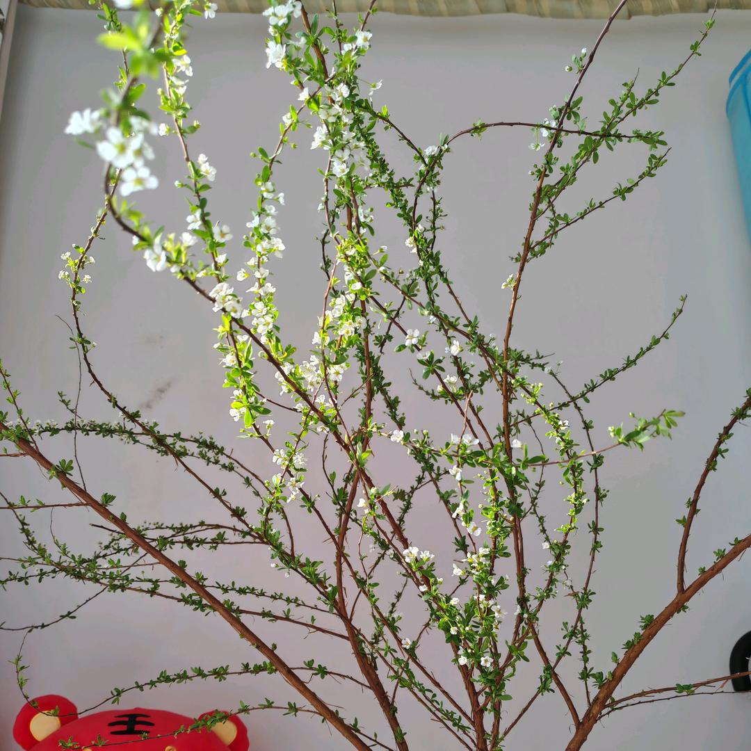 🌹糖糖🌹