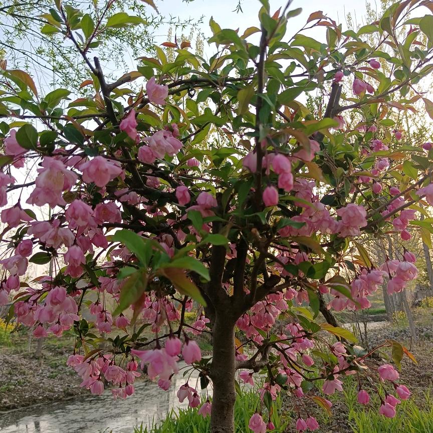 🌷生活靠自己🌷
