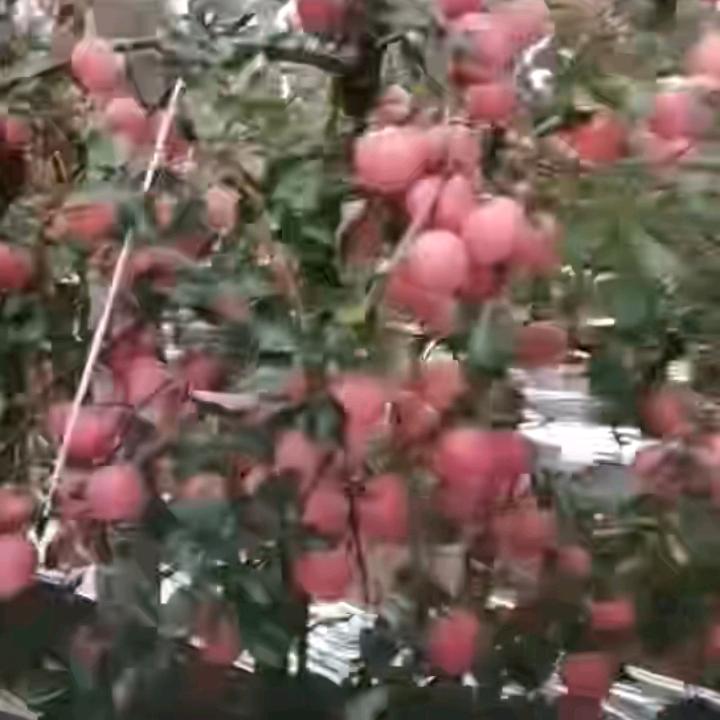 美好
