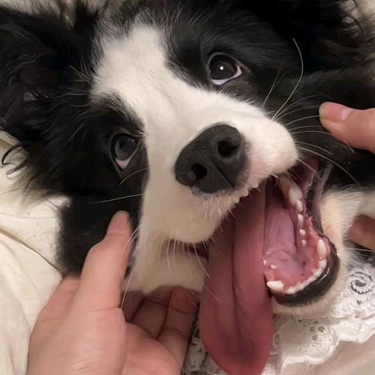 快乐小狗
