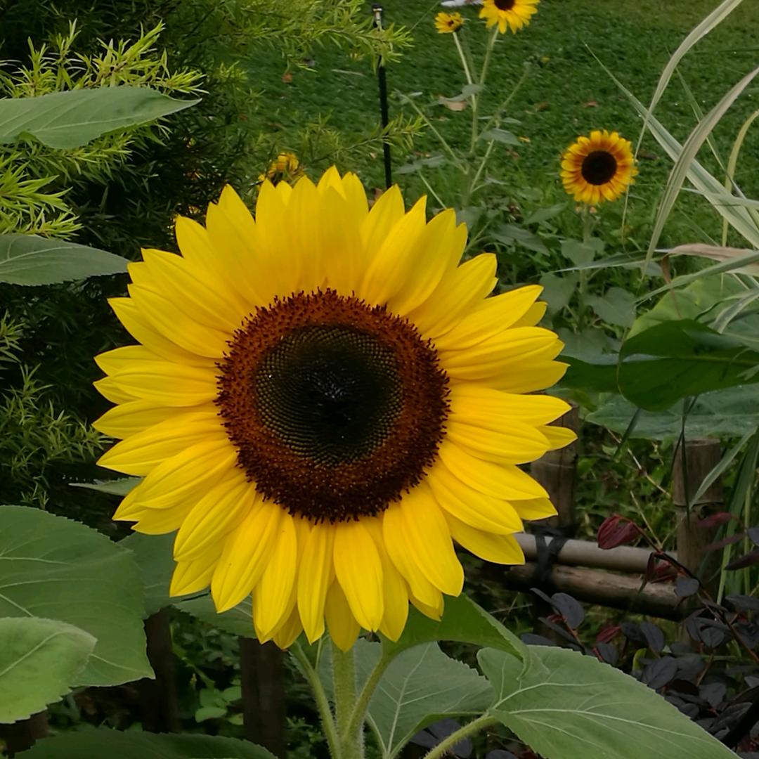 静待花开⁵²⁷