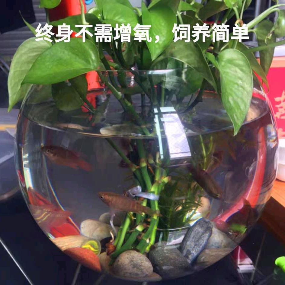 胖子哥