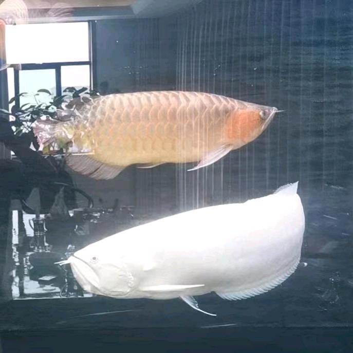 贵G五花八门
