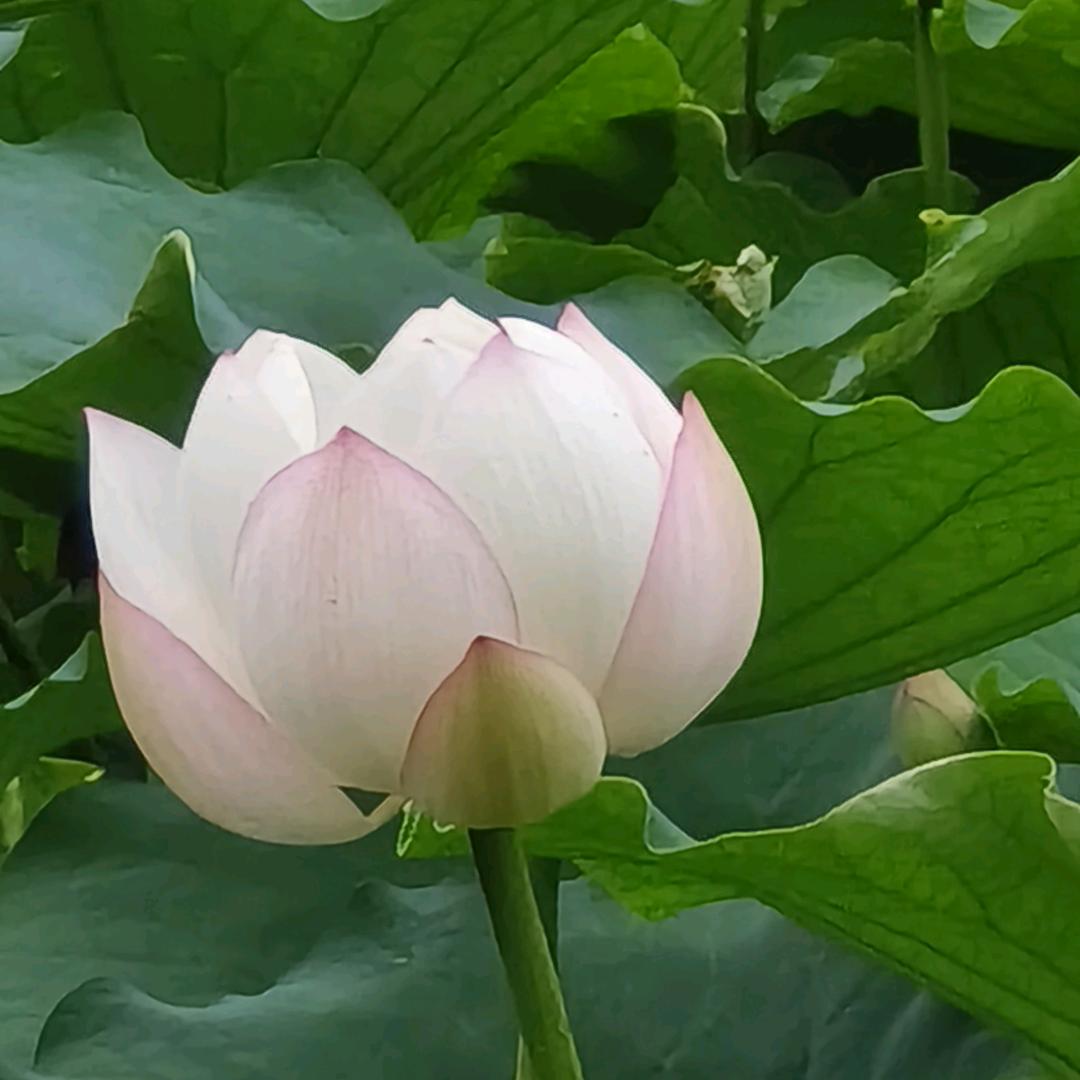 逆流直上
