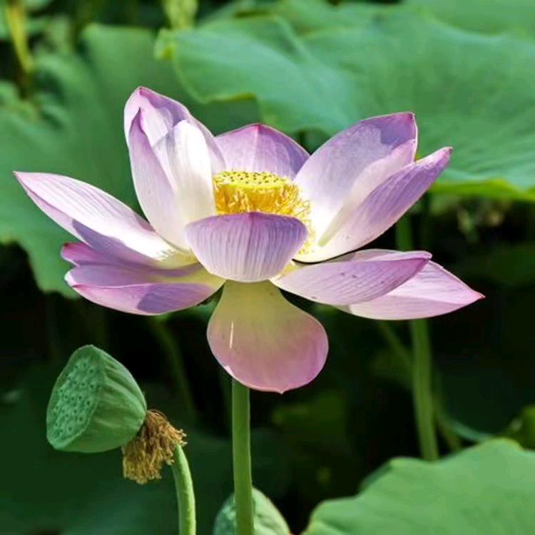 好运莲莲