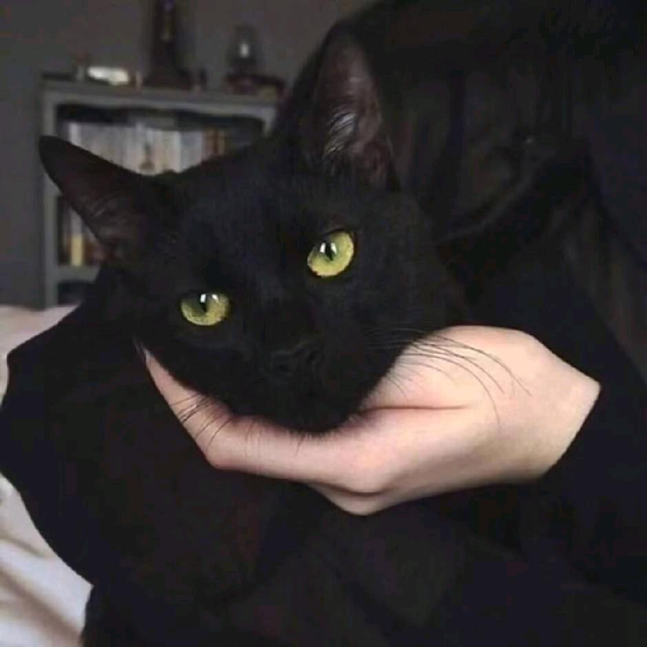 Zzz時头像