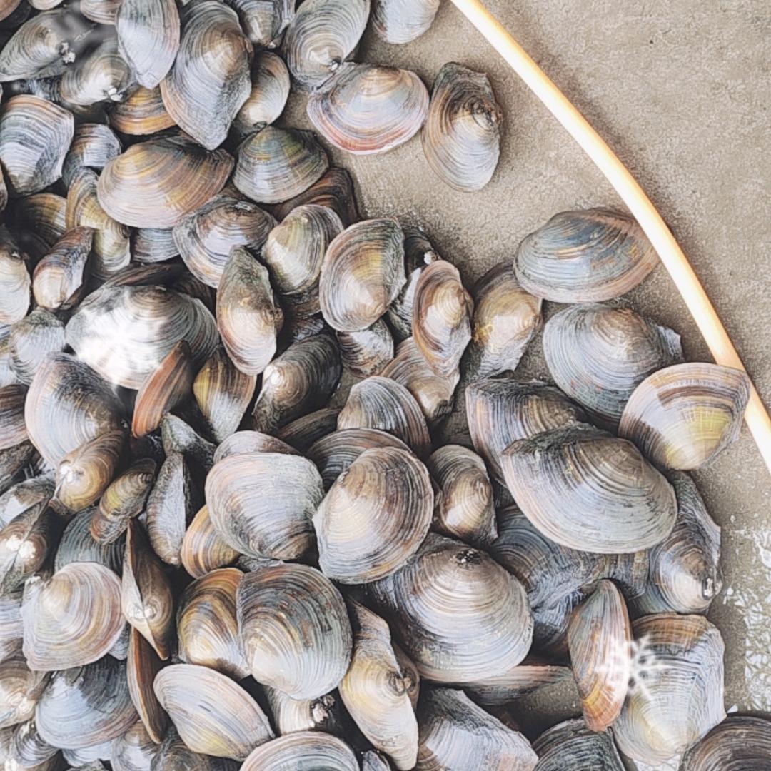 狼图腾卖河蚌(美人肉)批发，零售乡里土狗