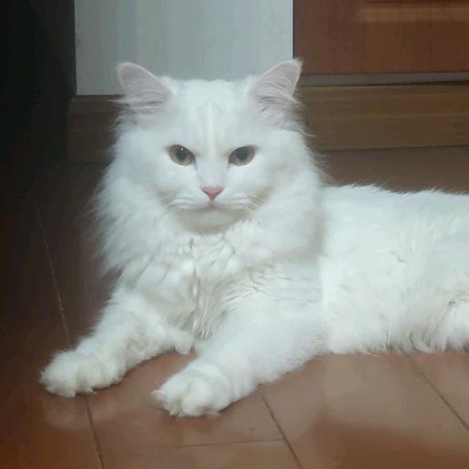 猫粮侠