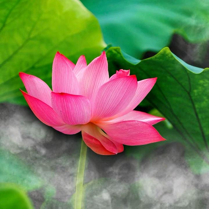渡缘堂