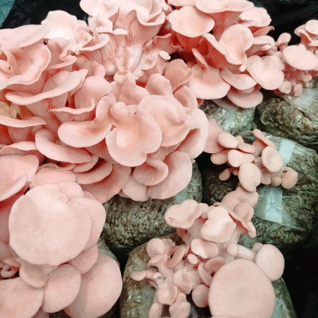 菌田翁助菌农技术
