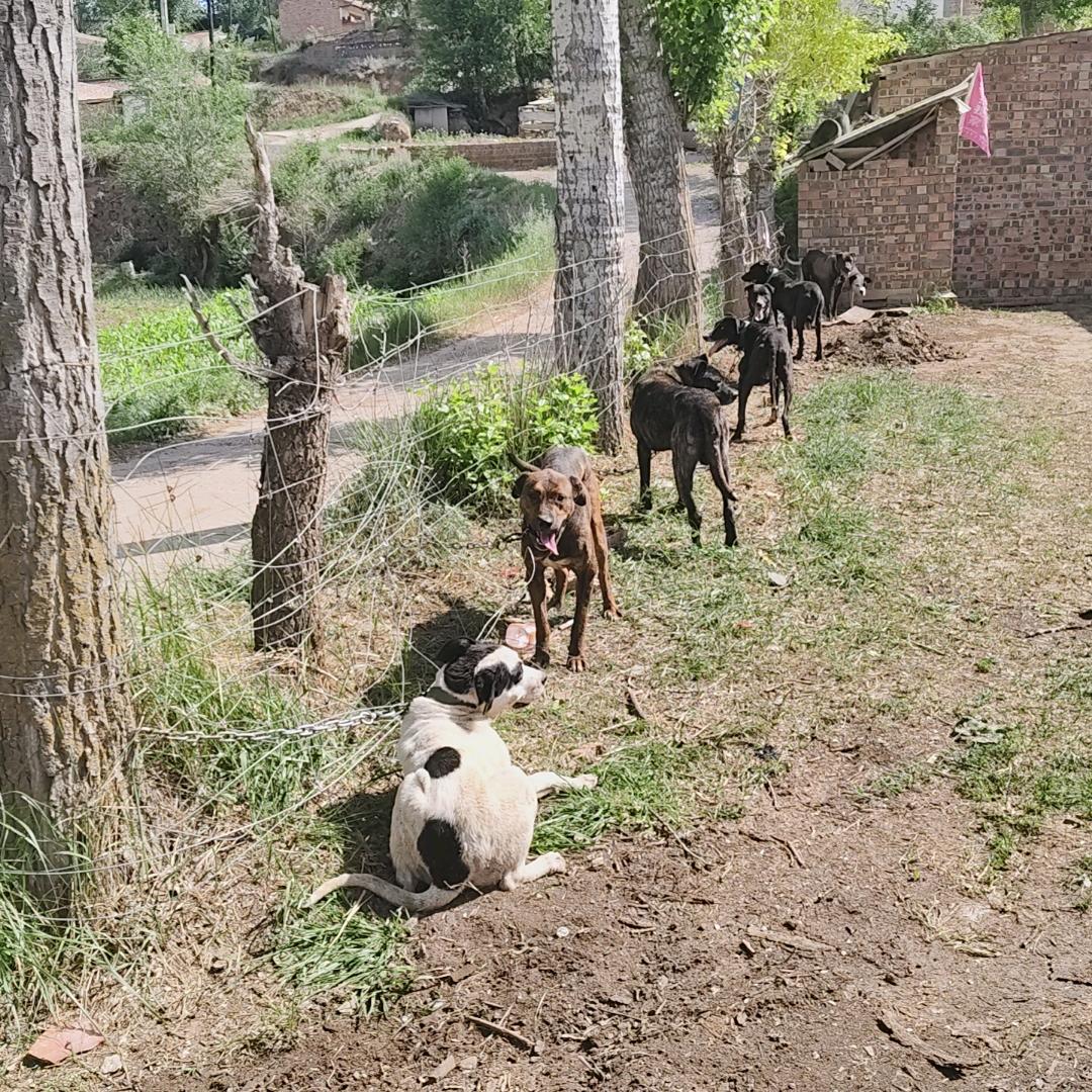 户外老猎人公益护农