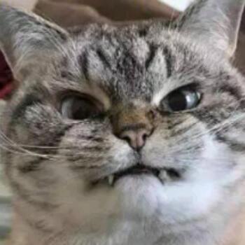 唐老鸭电脑租赁