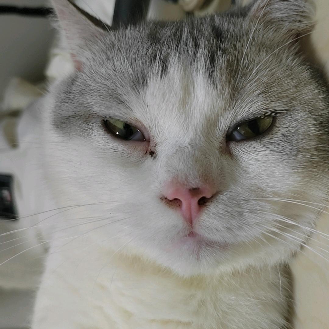 爱学习的大美猪猪