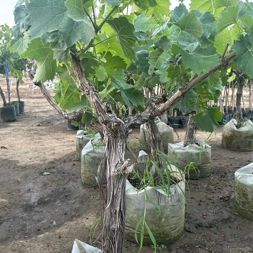 巩义春芳种植场园艺精选店