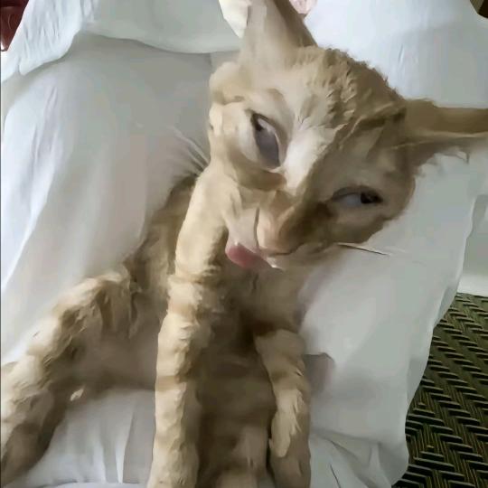 八歧大猫