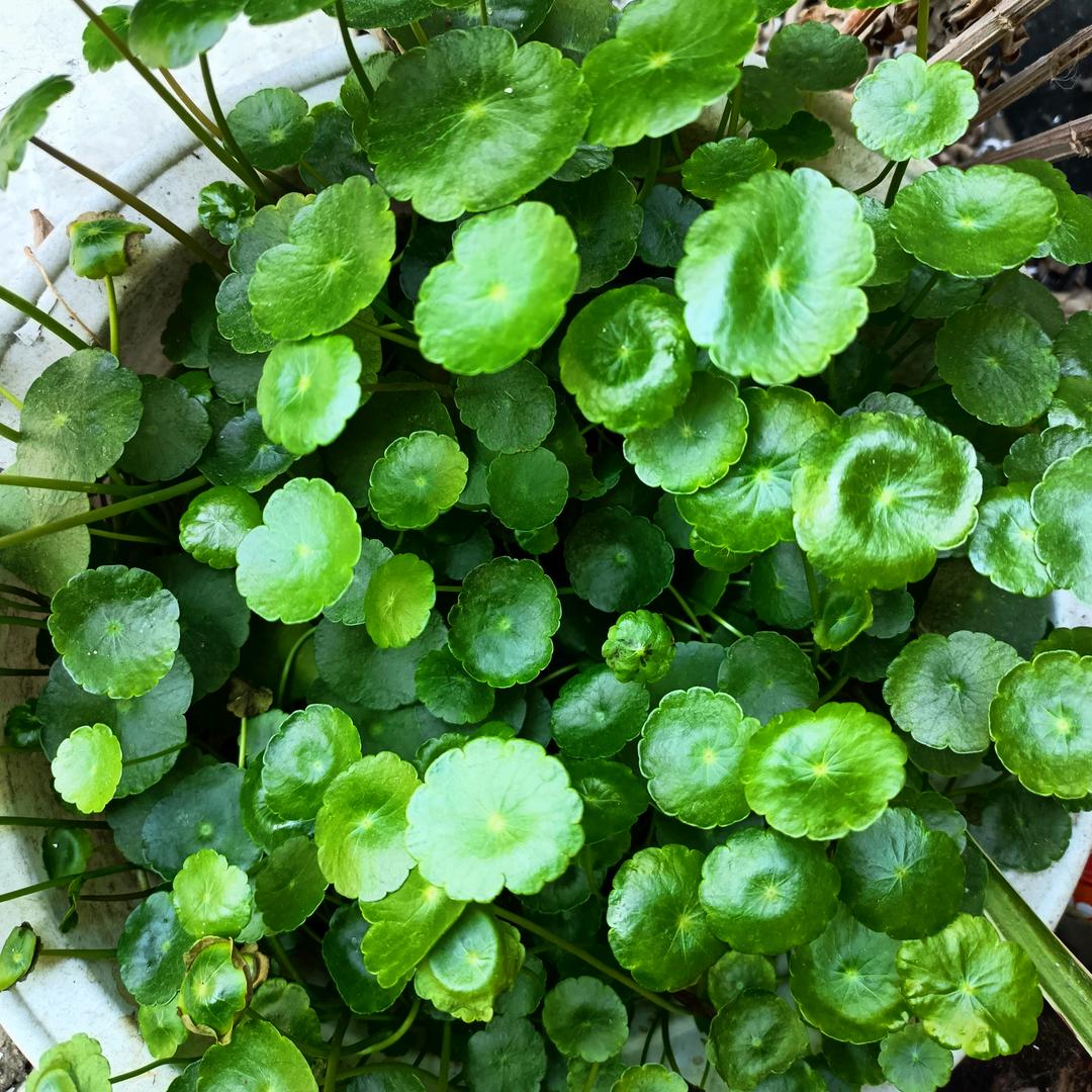 前程似锦，貌美如花