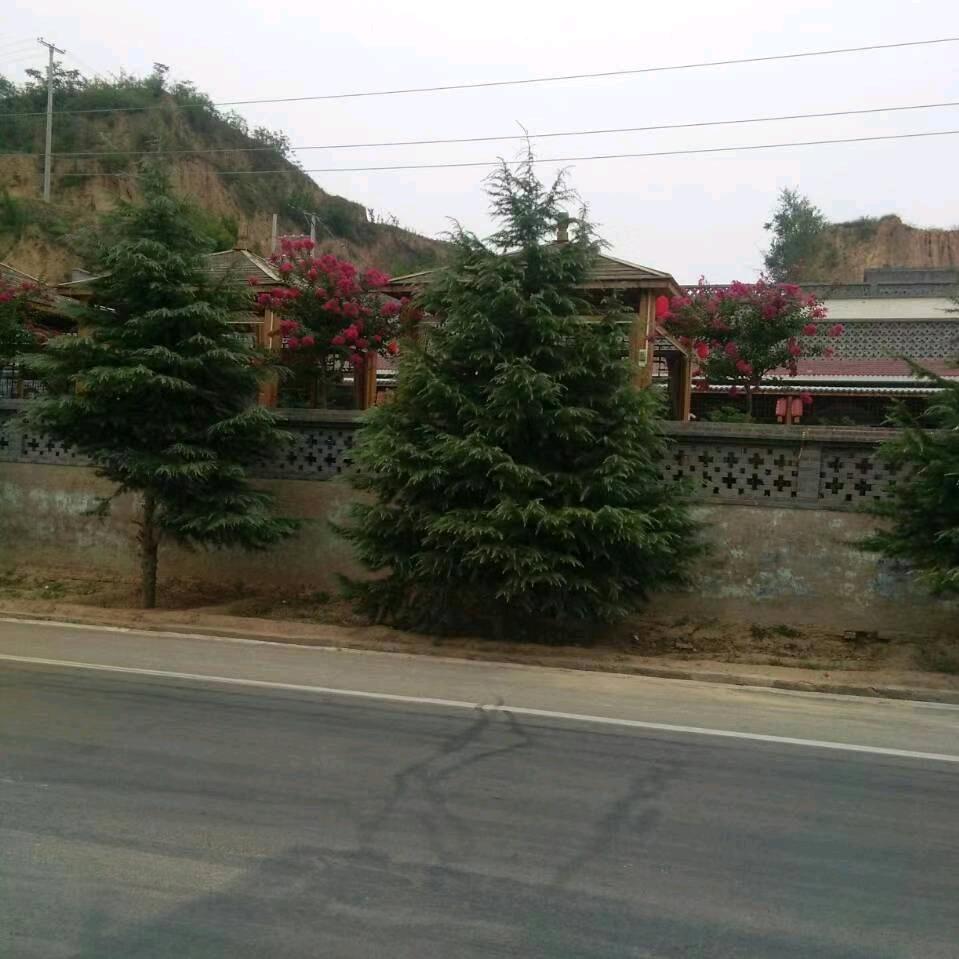 爱的无悔