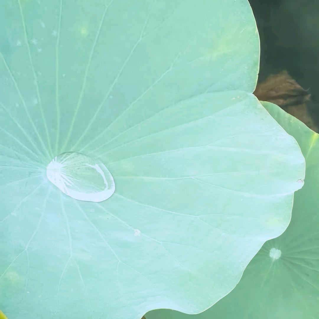 菲菲