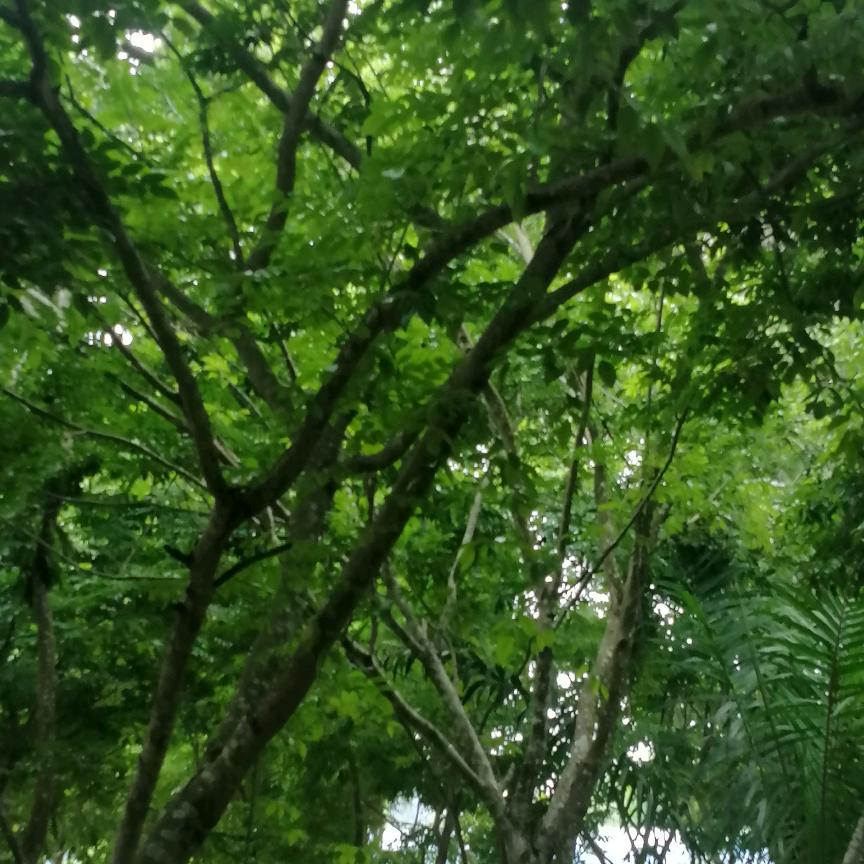 桥宝姐妹