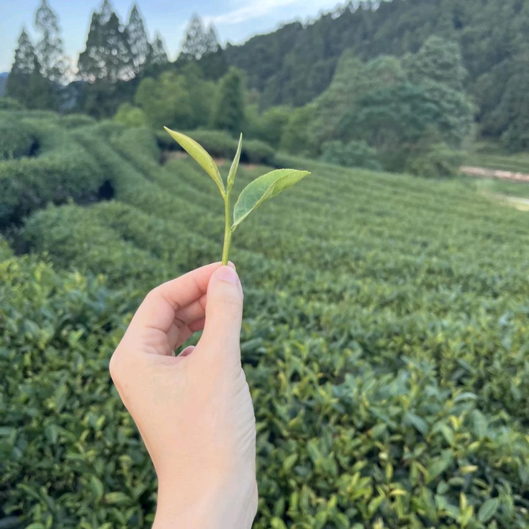 飘香茉莉飘雪