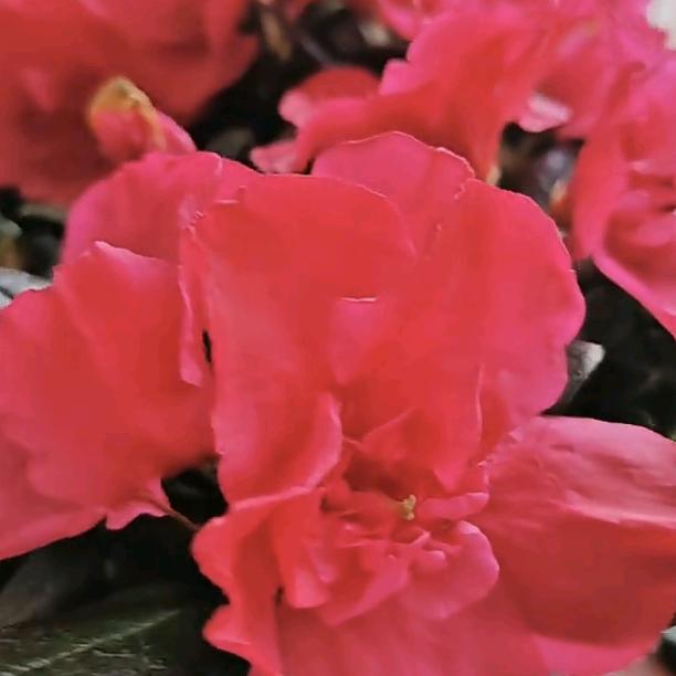 金银花