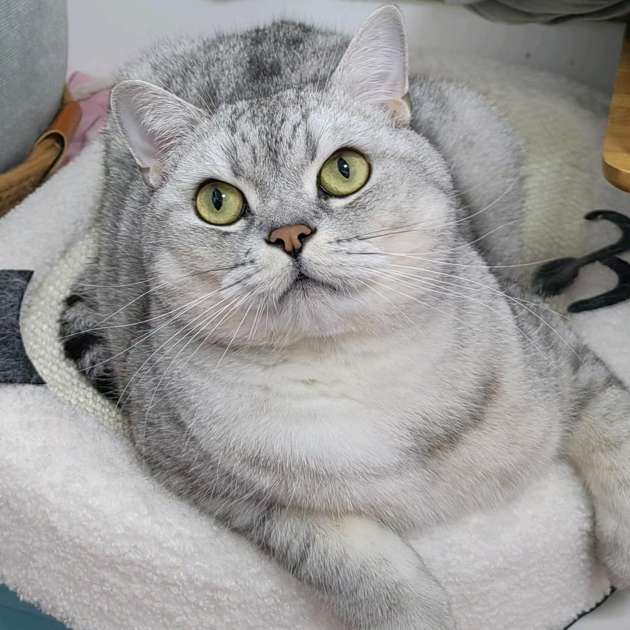 有一个反骨的逆子叫跳跳