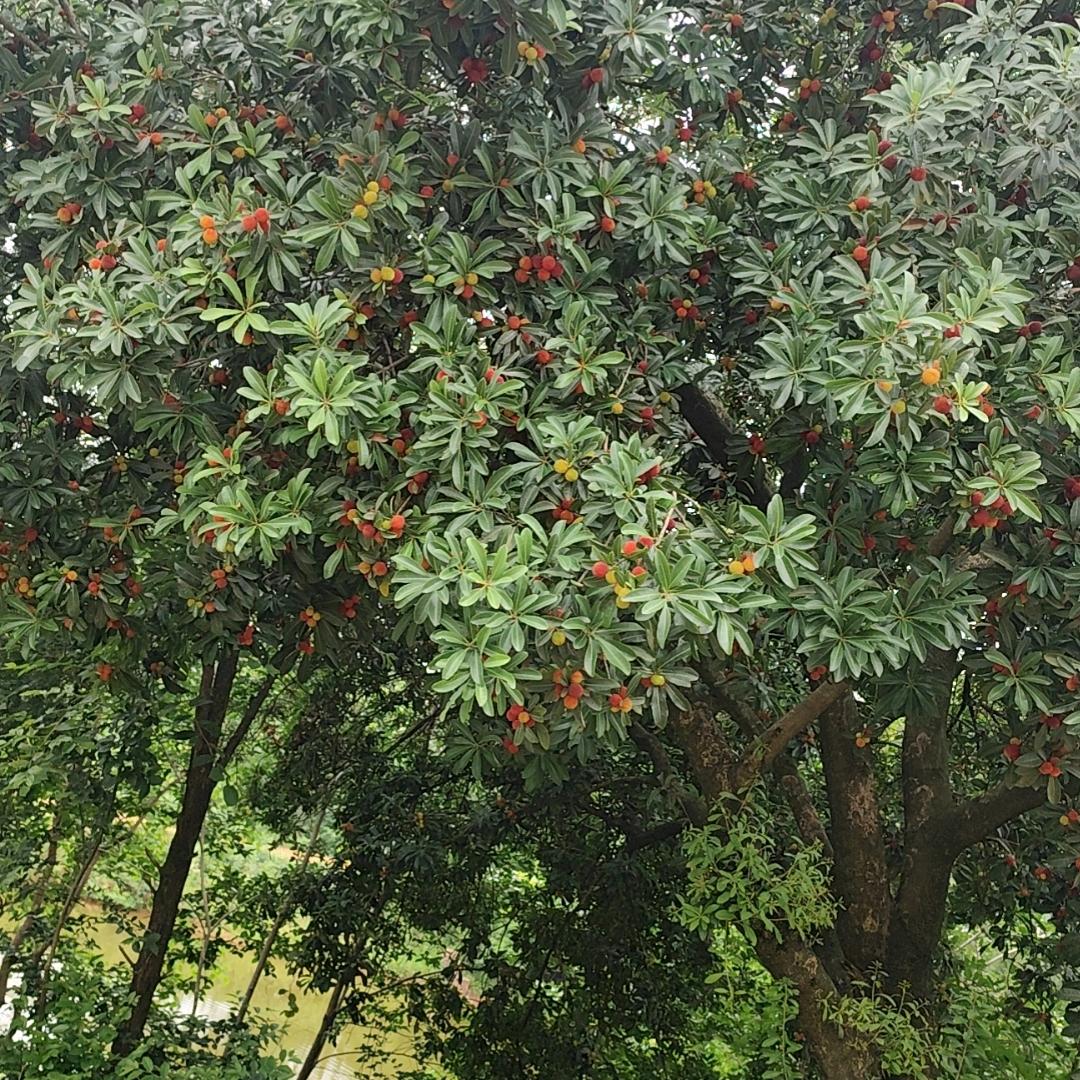 随遇而安。
