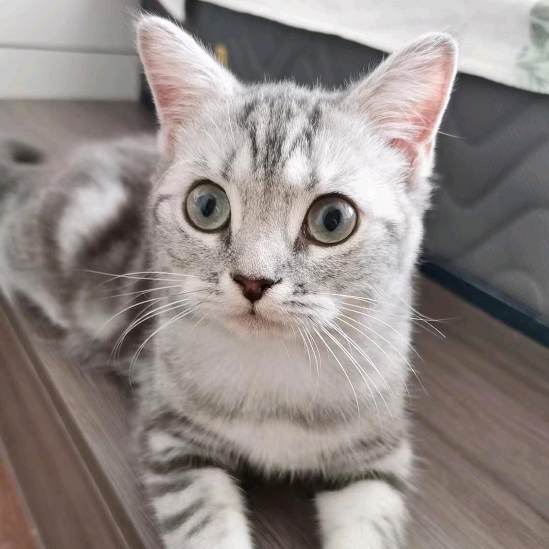 北极是只猫