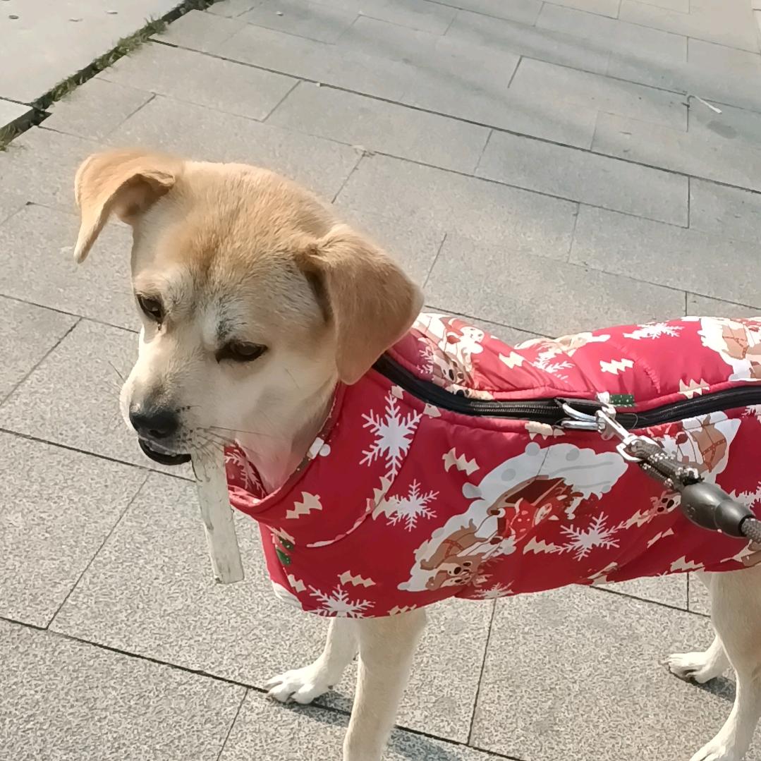 旺财花花大黄是一个幸运的流浪🐶
