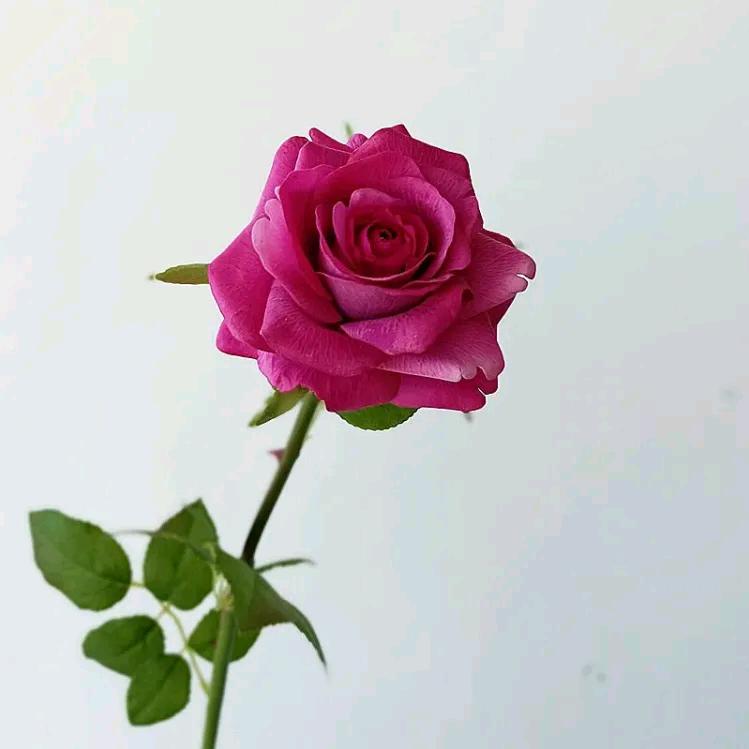 四叶花