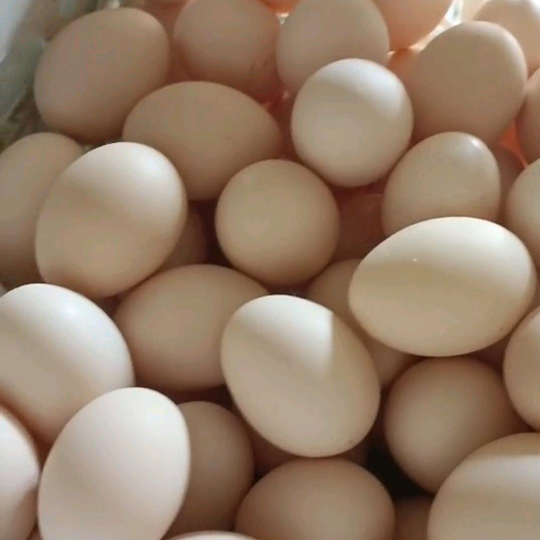 涞源县香炉屯鸡蛋哥