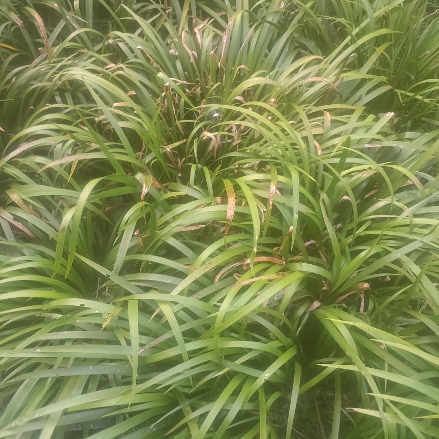 新农人老蒋