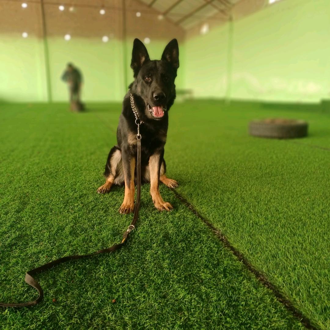亳州 奇道训犬，东德繁殖