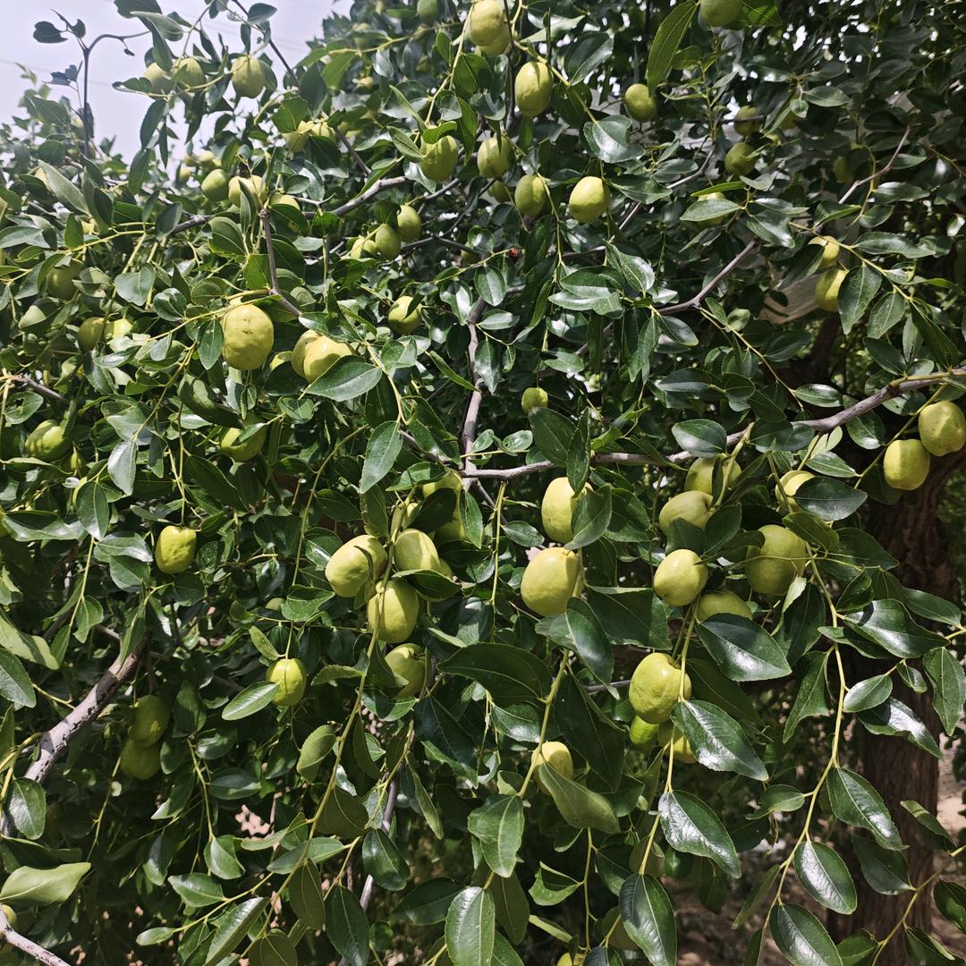 《中国百合之都～甘肃》