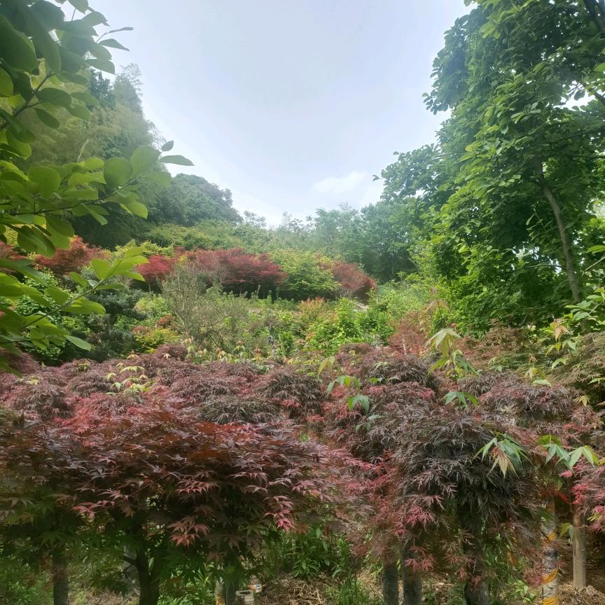 手机用户92450748582