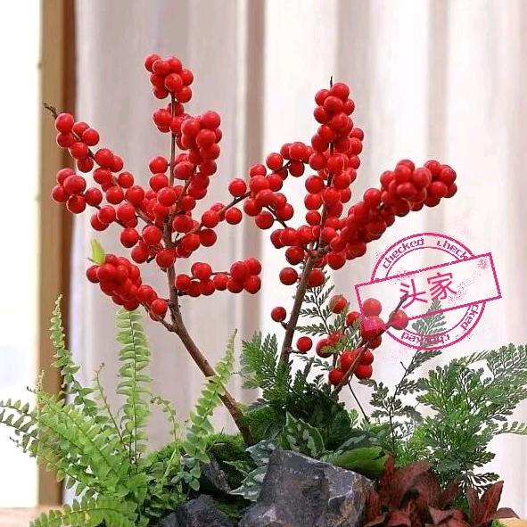 @小吴先生 | 北美冬青千亩生态基地